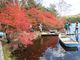 鶴亀松竹梅扇さんの白駒の池（白駒荘）の投稿写真3