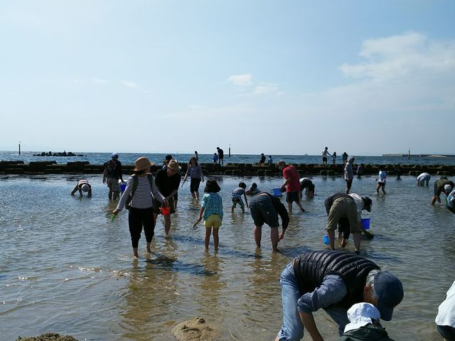 潮干狩りシーズンには家族連れでにぎわいます。_二色の浜潮干狩り場