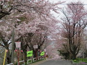 yosshy̕xm̍؂̓eʐ^1