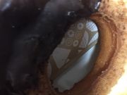 }񂳂̃~X^[h[icAs^kVbv̓eʐ^1