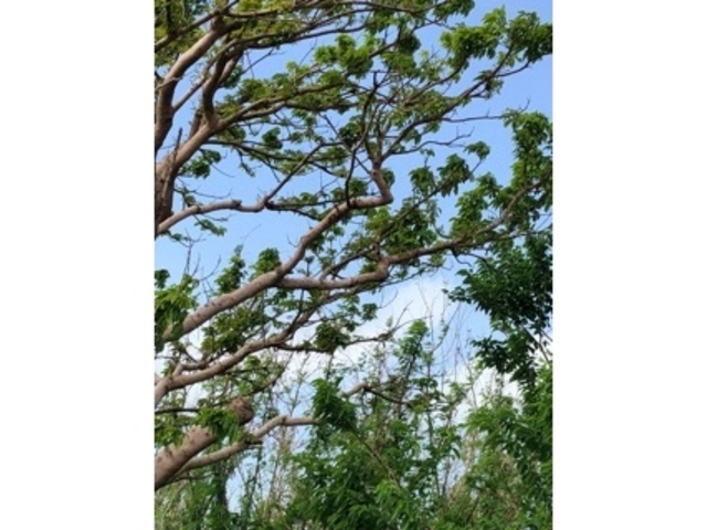 �L���C�ɐ���_���a�F�O����