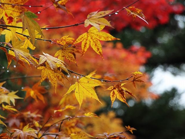 Yanwenli̖{o@̓eʐ^2