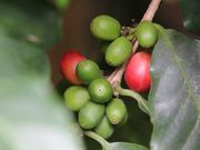 monju̒XR[R[q[p[N̓eʐ^5