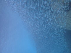 ̂肱낳̐̓A@Dive@ւ̓eʐ^1