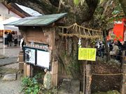 �`�������p�X����̏���ɓ߉��_�Ђ̃C�`���E�̓��e�ʐ^1