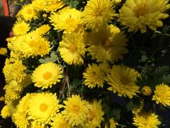 ��������̋{�錧�썑�_�Ђւ̓��e�ʐ^1