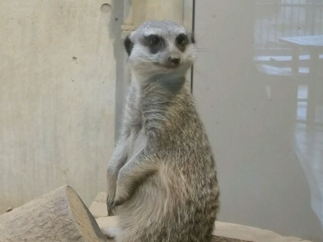 �~�[�A�L���b�g_�~�R������