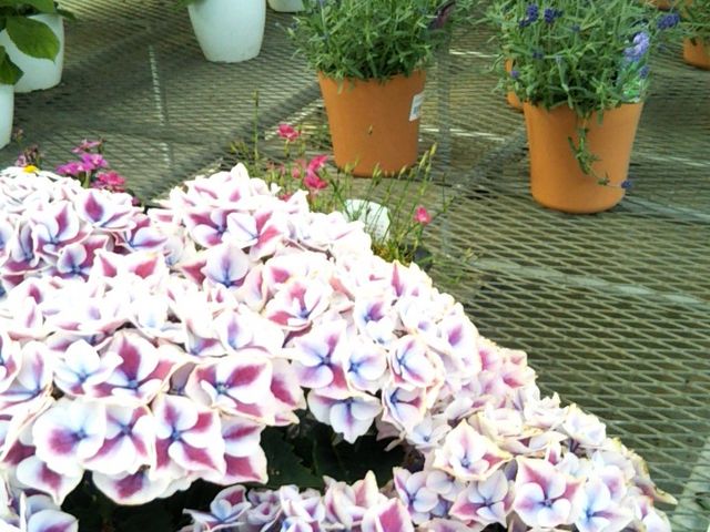 w̉w ǂ̋ނxB_ނX}[gEFlX^EẺwEǂ̋@