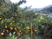 񂿂̃pp̍Rό݂񉀂̓eʐ^2