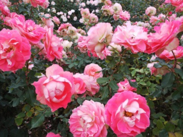 ������_�����o����