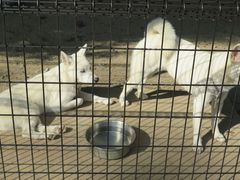 ݂ۂ񂳂̘a̎Rւ̓eʐ^1