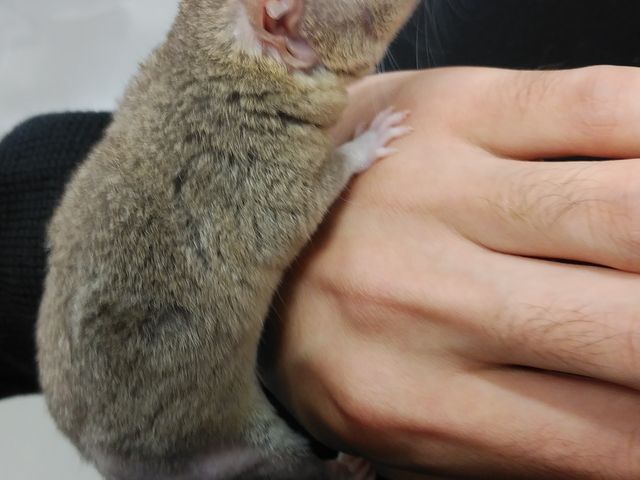 ���������ł�_���키���t�����Y