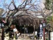 ��߂���̉����_�Ђ̓��e�ʐ^1