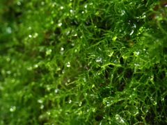 NogẻvKChNuւ̓eʐ^2