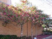 Ԃ񂳂̔cs}فEق̓eʐ^3