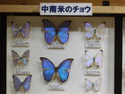 ����������̃I�I�����T�L�Z���^�[�̓��e�ʐ^3