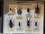 ����������̃I�I�����T�L�Z���^�[�̓��e�ʐ^4