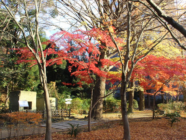 �N���X�}�X�Ȃ̂ɍg�t�ł���_�����J����