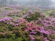 �C�[�X�g�E�b�h����̂��т̍����̃c�c�W�̓��e�ʐ^1