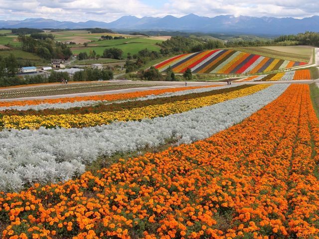 �}���[�S�[���h�����J�X���Q�U��_�l�G�ʂ̋u