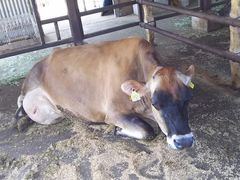 �܂�[�񂳂�̒O��W���[�W�[�q��@�~���N�H�[�@����ւ̓��e�ʐ^1