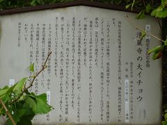 ponちゃんさんの浄蔵寺の大イチョウの投稿写真2