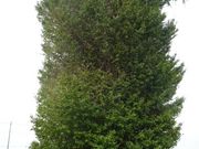 pon񂳂̏򑠎̑C`E̓eʐ^1