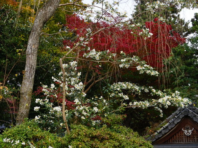 ����_��X�_��