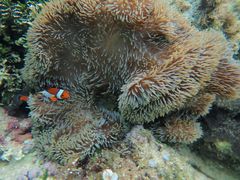 [̐Ί_ ADVENTURE PiPiւ̓eʐ^1