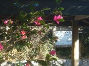 �T�r�L����̃c�o�L�̓��e�ʐ^1