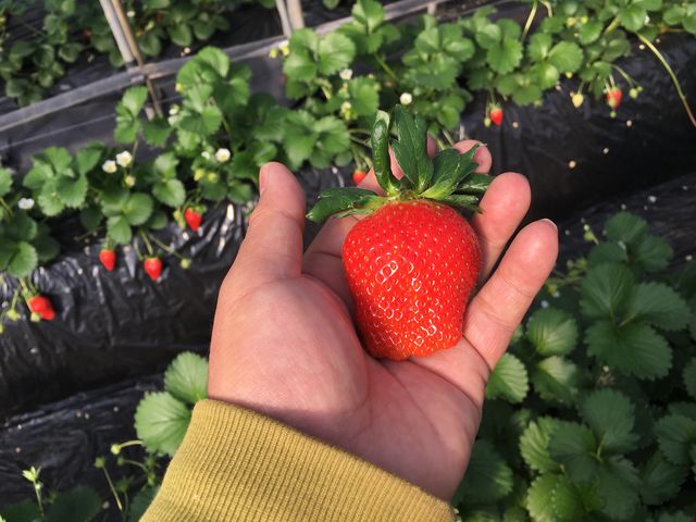 �傫�Ȃ�����_�������t�@�~���[�_��