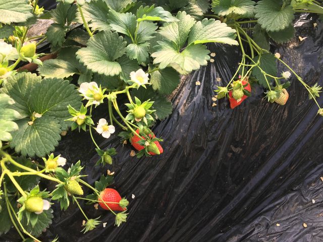 ����͂�悢�P�ƂƂ����̂��̓��_�������t�@�~���[�_��