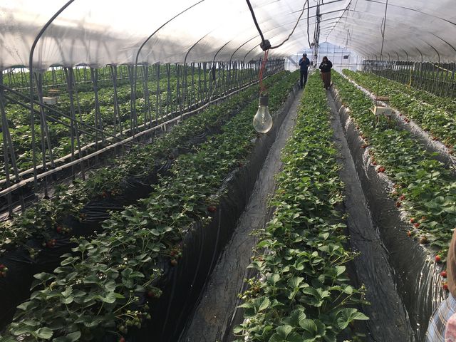 ��q��1�g_�������t�@�~���[�_��