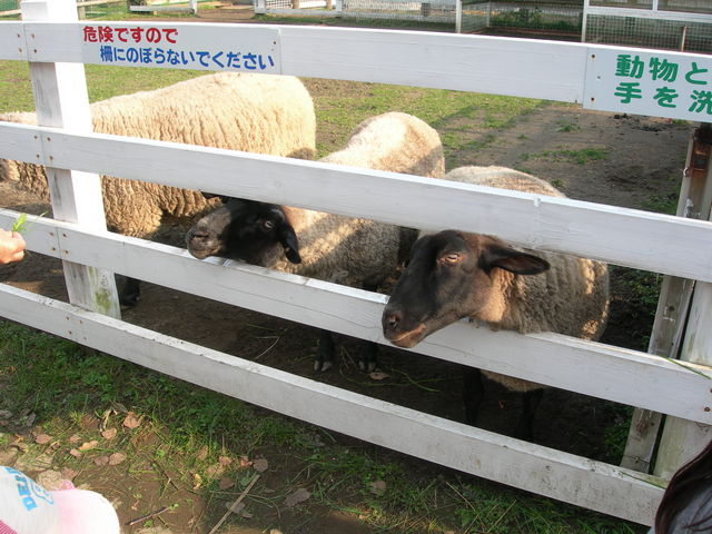 QPIN̂Ƃǁ@܂ΔX̓eʐ^1