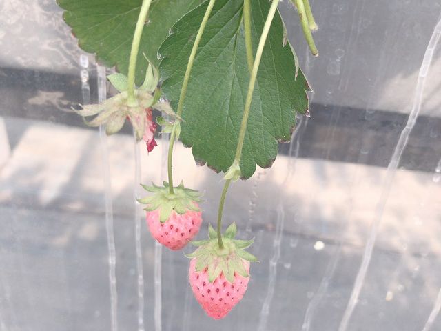 ����Ȃ悤�Ȃ̂���R_��{��������