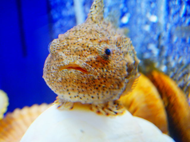 �t�E�Z���E�I�����܂����B_�I�z�[�c�N���X��