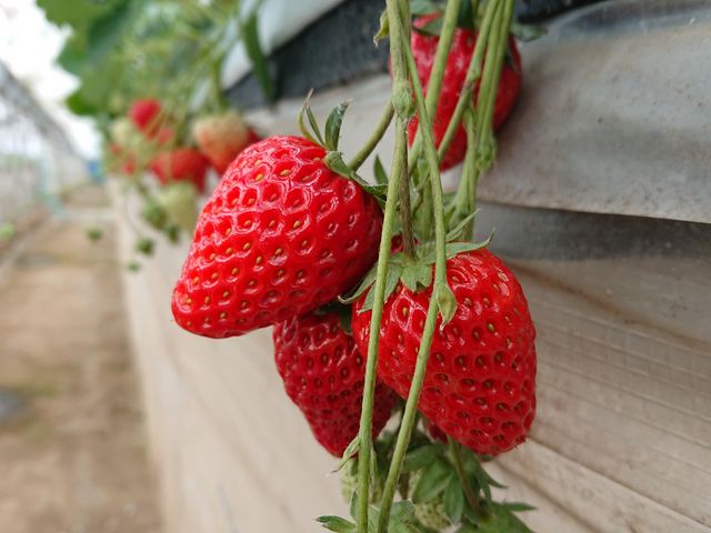 �����̎�ނ̃C�`�S��������_�C�C�W�}�_��