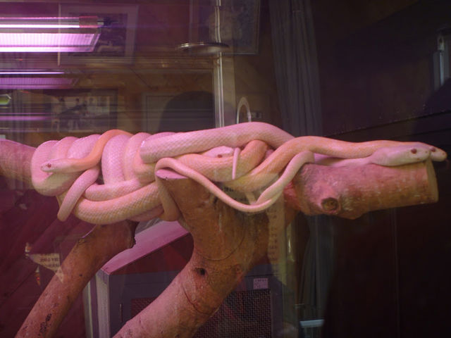 �ƂĂ��M�d�ł�_���Ái�V�_�j���֎�����