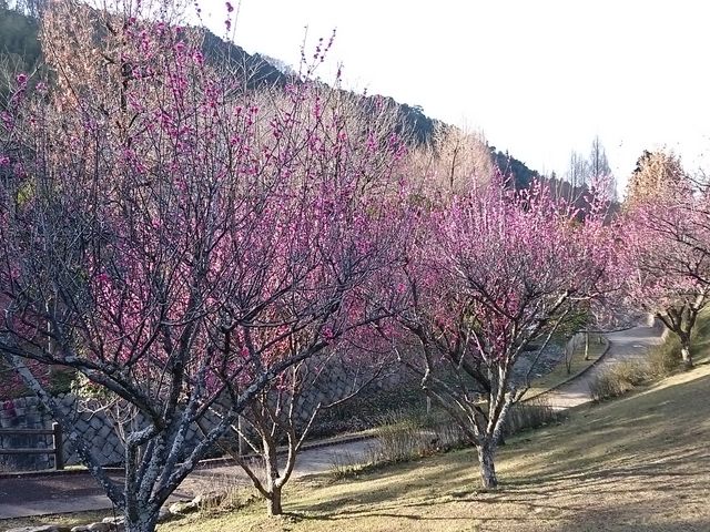 ���R�L���Ȍ���_�{�ؐ쎩�R���� �ق���̗�