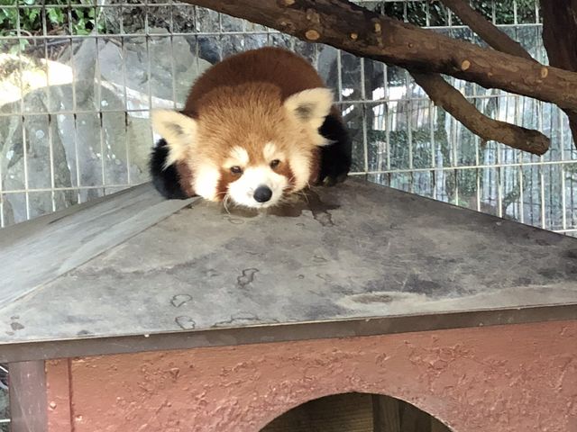 ���b�T�[�p���_������_�M��o�i�i���j��