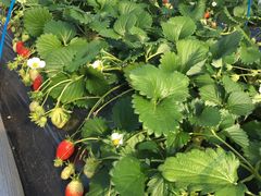 Ђ낳䕉߃nEXւ̓eʐ^1