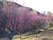 Xkv̖{ؐ쎩R ق̗̓eʐ^1