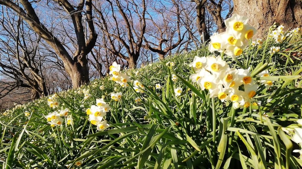 難あり、トールペイント、麦と花達。 【公式通販】
