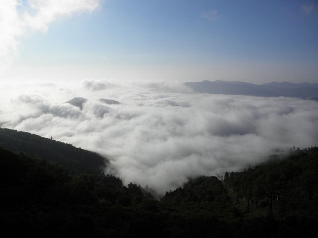 �_�C���L�����Ă��܂���_���샊�]�[�g�@�g�}�� �_�C�e���X