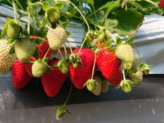 R����̓c��ڂ̒��̂��������ւ̓��e�ʐ^1