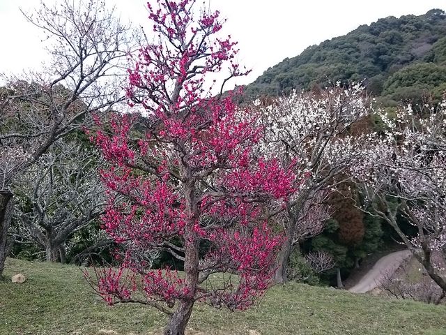 �~���ςȂ���U��_��@���n�R���R�V����