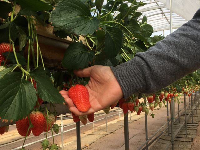 ��͕v  �������̑傫�� �F�Â� ���_�ł���I_������������