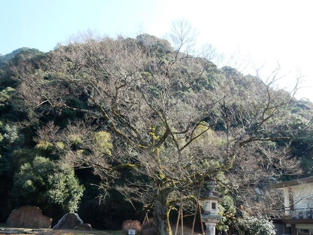 20190302�J�ԑO�́u�L�����v_�򕌌욠�_��