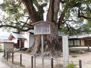 ڂ炳̑ɕ{V{̃NX̓eʐ^1