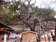 ڂ炳̑ɕ{V{̔~̓eʐ^1